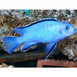 Malawiciklide, Pseudotropheus Socolofi
